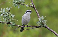 Northern Shrike